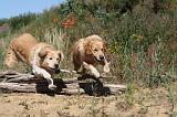 GOLDEN RETRIEVER 236